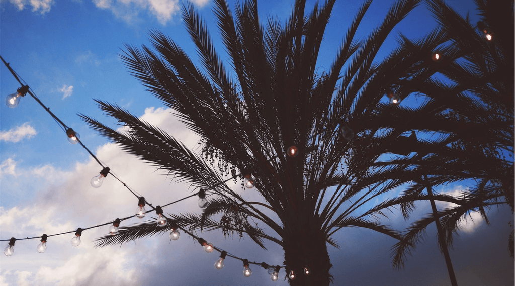 Landscape Lighting for Palm Trees