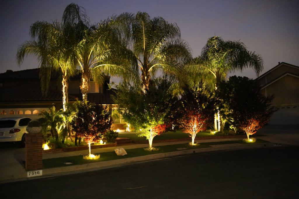 Accent Lighting Palm Trees at Paige Cremean blog