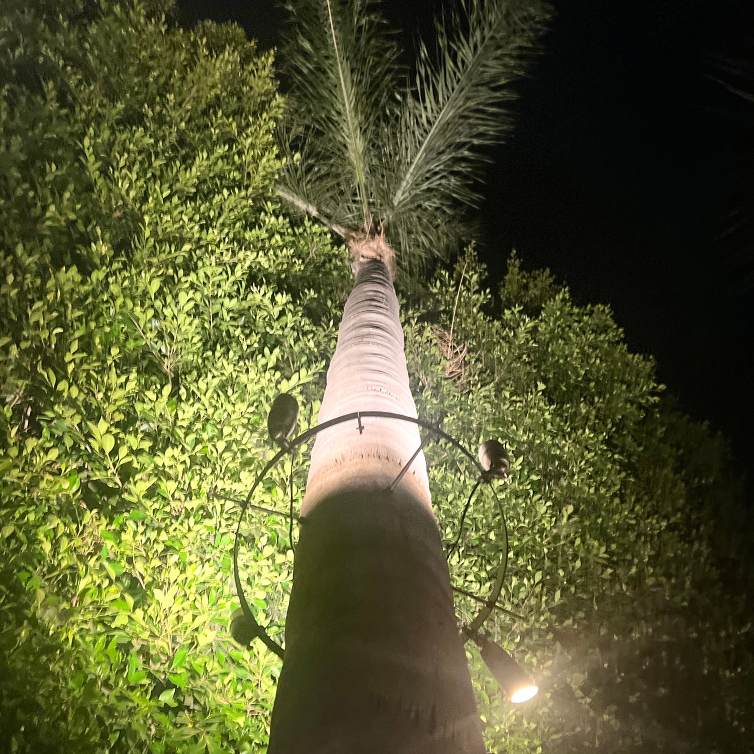 Lighted Tree Rings TRA01 Palm Tree Mounting Ring Light Bracket Outdoor Lighting Accessory